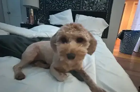 Lost Tan Dog: Mercedes on Runnelwood Trail