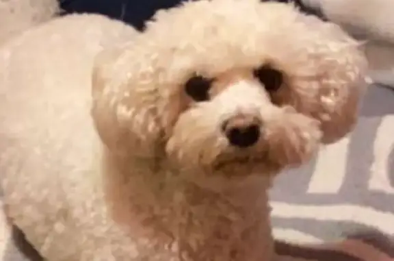 Lost White Poodle Mix on W 66th St, Chicago
