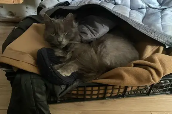 Chat perdu : Alastor, gris, poils longs - photo