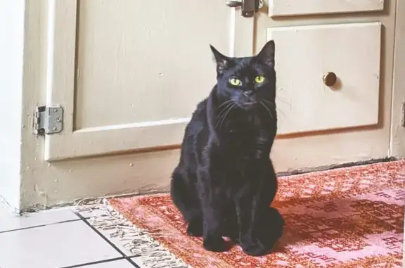 Lost Cat: Help Find Sweet Bertie!