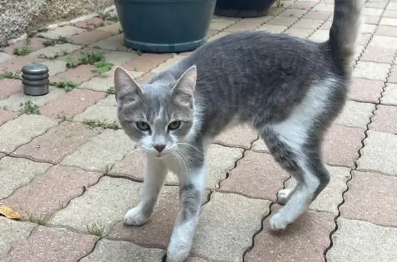 Animaux trouvés Périgueux, photo: Chat gris tigré trouvé à Périgueux