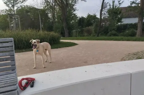 Chien perdu Lutterbach, photo : Chien perdu : berger d'Anatolie beige