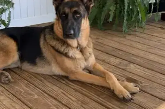 Lost King Shepherd: Lime Collar, Sherman
