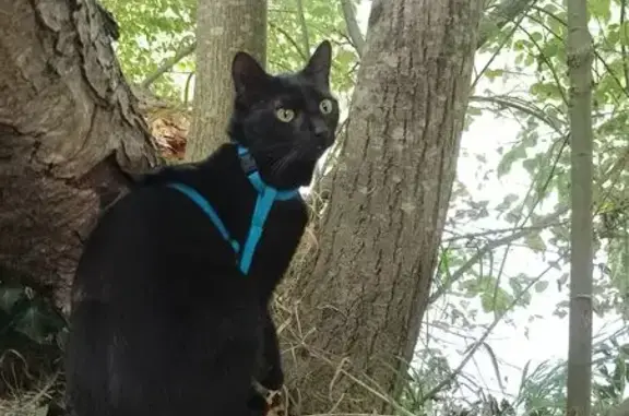 Animaux perdus , photo: Chatte noire perdue avec harnais bleu