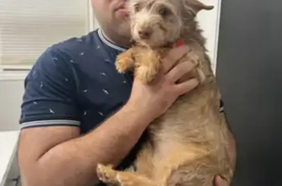 Lost Tan Yorkie Mix on Maple Valley Rd