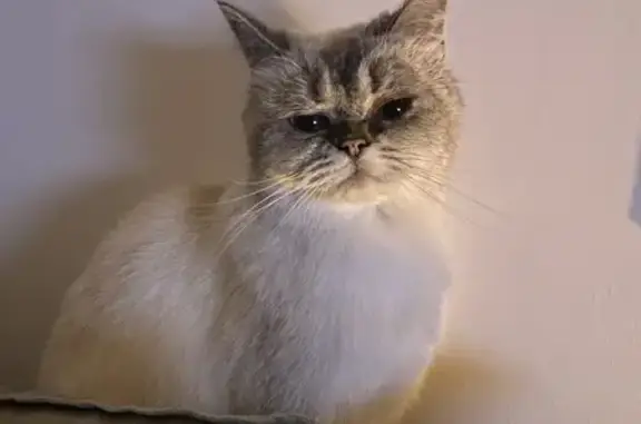 Chatte beige/grise perdue, yeux bleus, Reventin - photo
