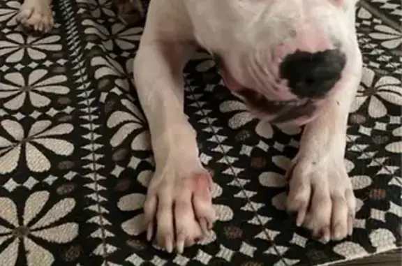 Found pets Houston, photo: Sweet Young Pitbull Mix Found in Houston
