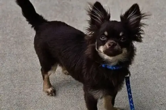 Lost pets Conroe, photo: Lost Chocolate Chihuahua: $2,500 Reward!