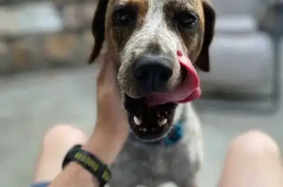 Found dog Little Rock, photo: Found: Sweet Brindle Pointer/Hound in LR