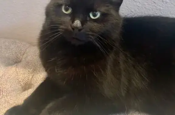Lost Shy Black Cat in Gig Harbor Area