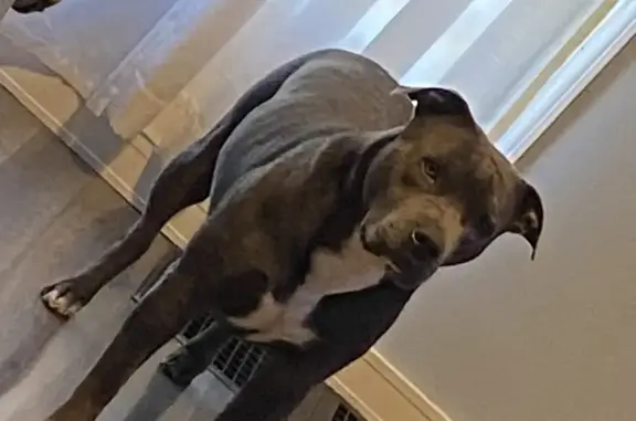 Lost Gray Dog: Star Chest, New Albany
