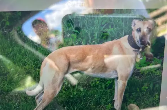 Lost Cream Dog on Calloway Rd, Vass