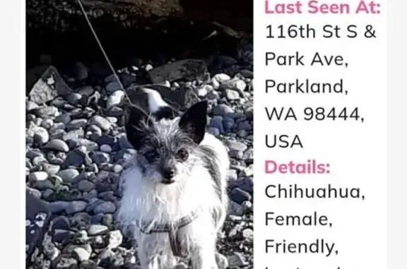 Lost Wire-Haired Chihuahua in Parkland
