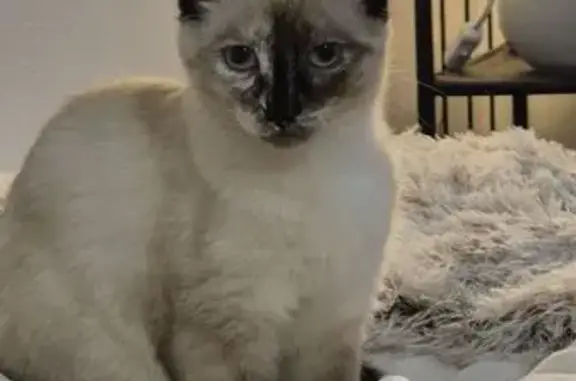 Chatte perdue sociable, Livron-sur-Drôme - photo