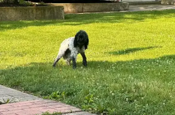 Lost and found pets Columbus, photo: Found Spaniel-Style Dog on Kenmore Rd