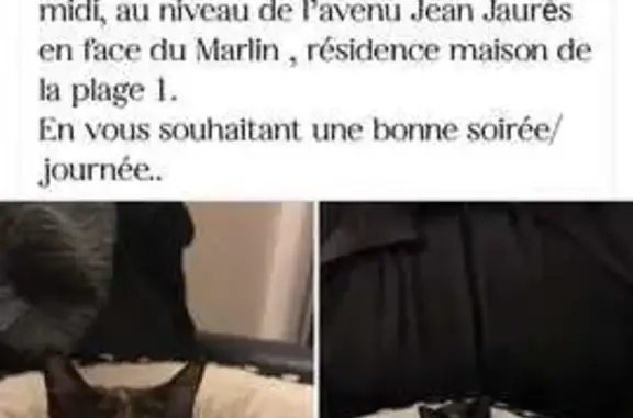 Animaux perdus Le Grau-du-Roi, photo: Chat Écaille craintif perdu au Grau-du-Roi