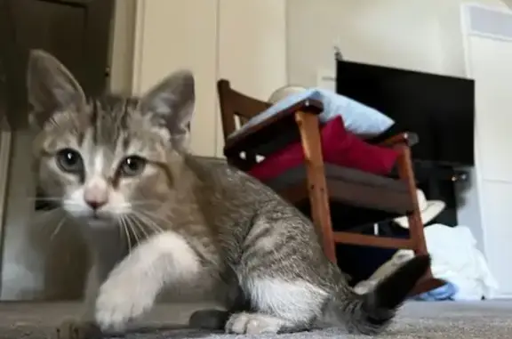 Found pets Dallas, photo: Rescued Kitten Needs a Loving Home!