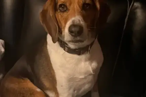 Missing dog Culloden, photo: Lost Tricolor Beagle on Kanawha Trail