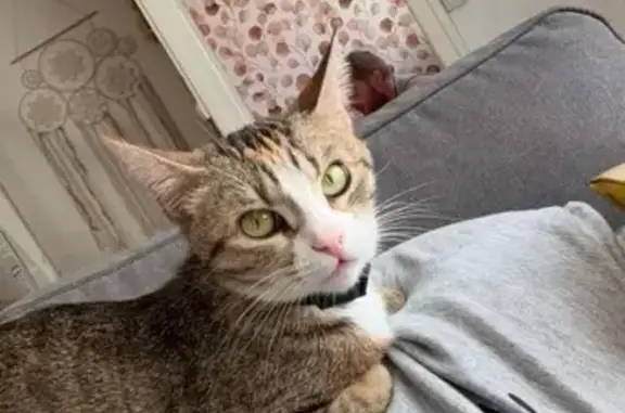 Chatte perdue à Longré : Nala, wirehair - photo
