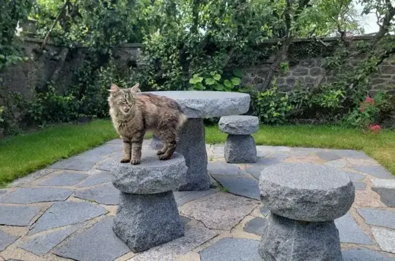 Animaux trouvés , photo: Jeune chatte affectueuse retrouvée