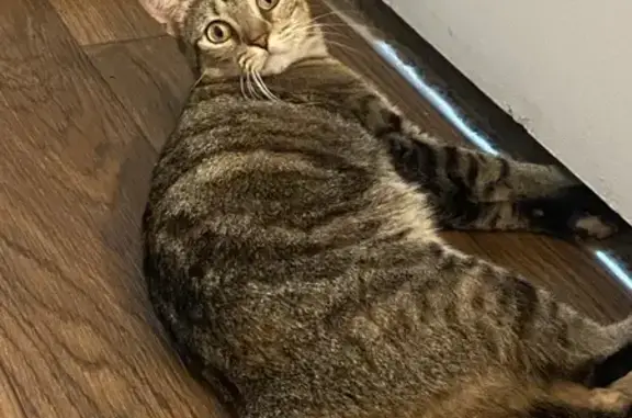Found cat Daytona Beach, photo: Friendly Spayed Tabby Found in Daytona