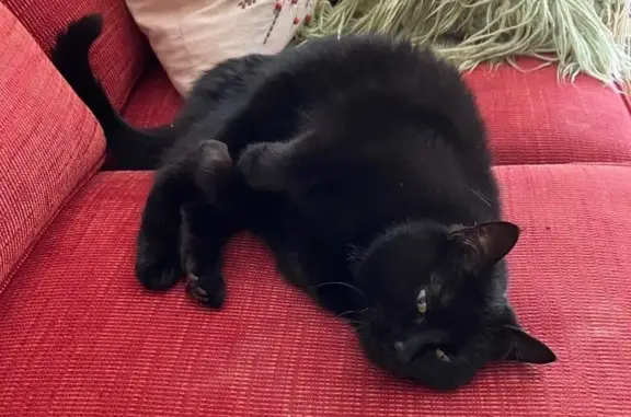 Lost 14-Year-Old Black Cat in Darien