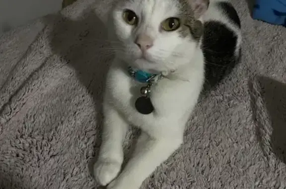 Lost Cat: White/Brown in Galloway