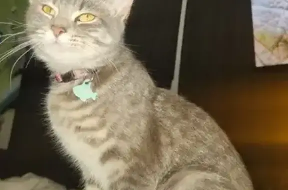 Lost Gray Cat with Tie-Dye Collar in Salem