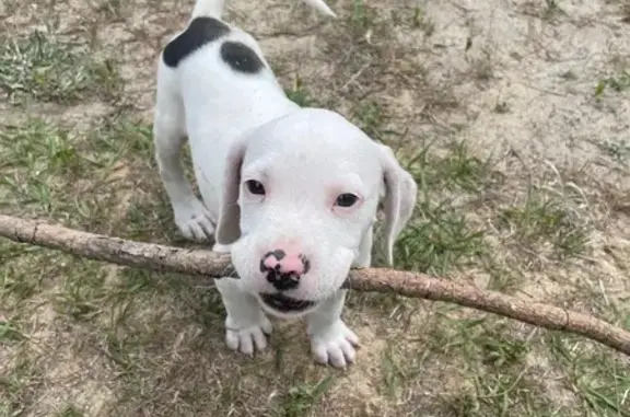 Missing dog Elizabethtown, photo: Lost Dog in Elizabethtown, NC