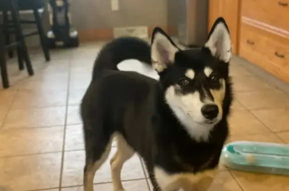Lost Husky: Black & White, Maple Canyon