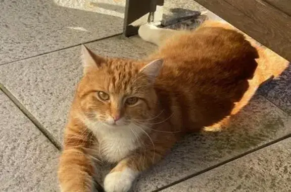 Chat perdu Rue de la Plaine, Soissons - photo