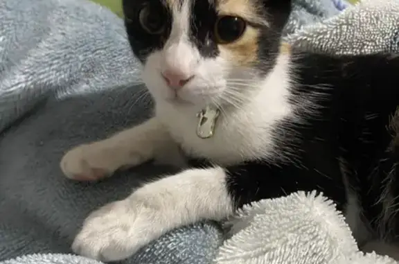 gato desaparecida