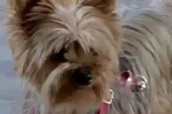 Perro perdido: plata y dorado, necesita medicación