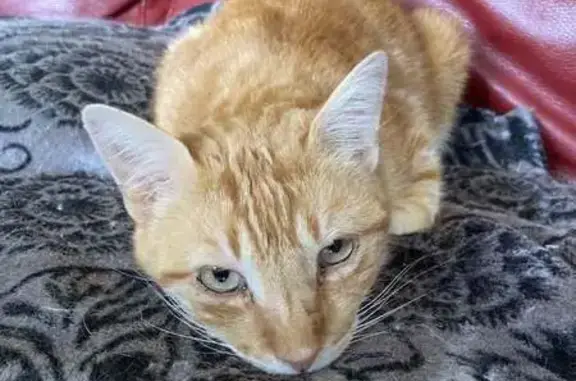 Chat trouvé , photo: Chat mâle roux trouvé à Latronquière