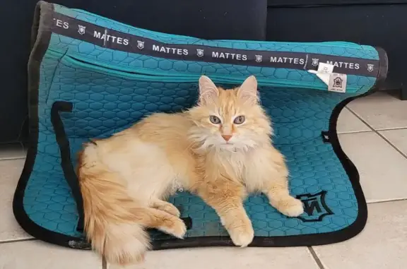 Animaux perdus Bessières, photo: Chat perdue rousse et blanche, collier, Bessières