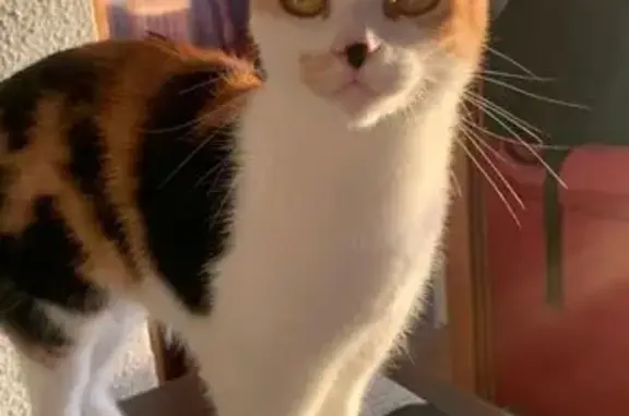 ¡Gatita Perdida en Benicasim! Ayúdanos