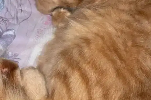 Chat roux perdu, très peureux, contactez 0780364098 - photo