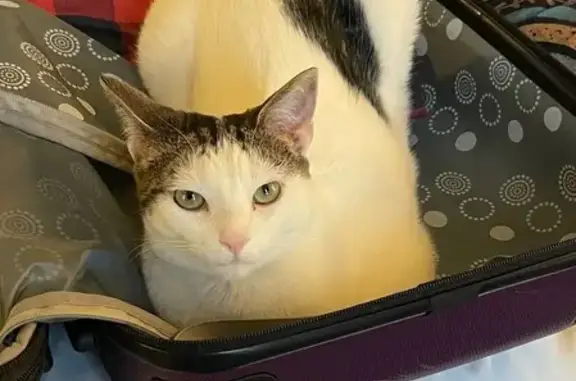 Lost Cat: White with Brown/Black Markings