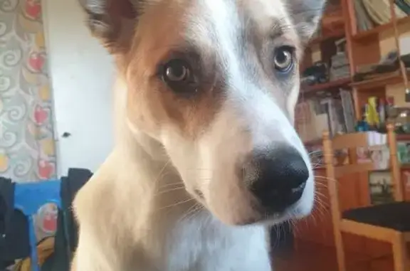 ¡Ayúdanos a encontrar a nuestra perrita perdida!