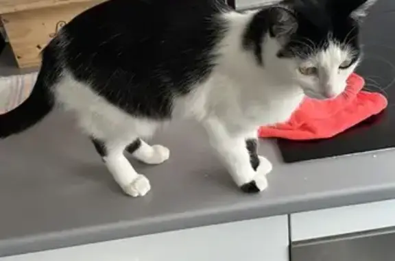 Gatita Perdida en Usera: Negra y Cariñosa