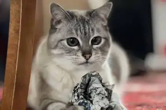 Animaux perdus , photo: Chatte siamoise perdue à Brides-les-Bains