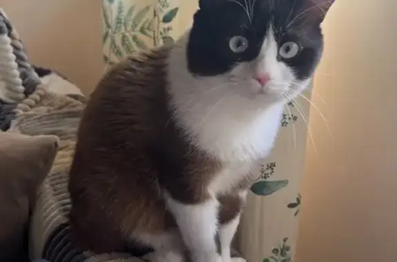 Gato Gris y Blanco Perdido en Aljaraque