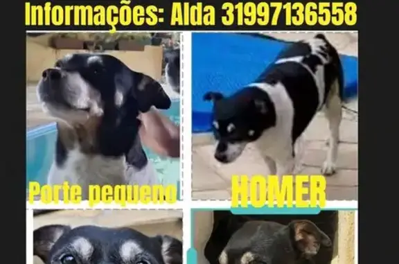cachorro desaparecida