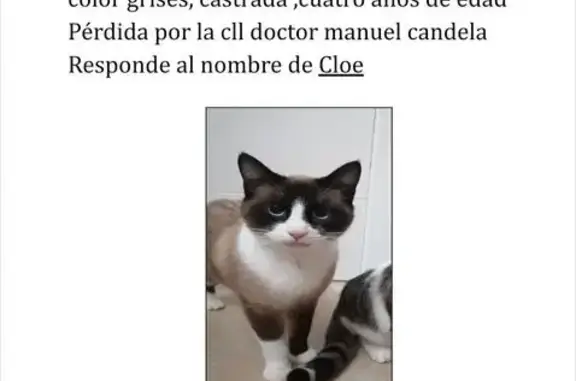 Gata Perdida en Plaça de Joan, València