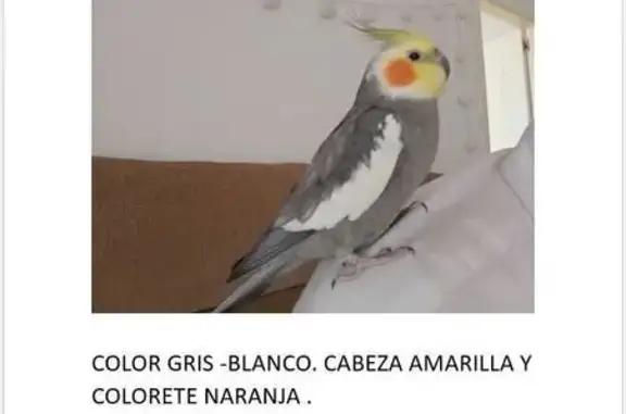 Ave Perdida: Anilla Azul en Valencina