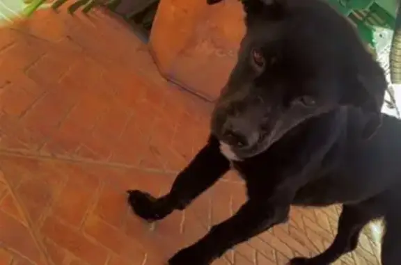 Perro Negro con Pecho Blanco Perdido en Pedralba