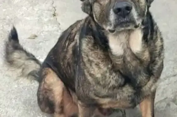 Pastor Belga Perdido en Ixtapaluca