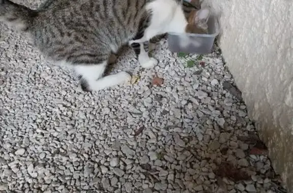 Chat trouvé Chaniers, photo: Jeune chat tigré et blanc trouvé à Chaniers