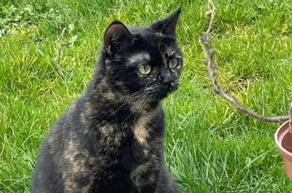Animaux perdus , photo: Chat Écaille câlin perdu Rue Principale
