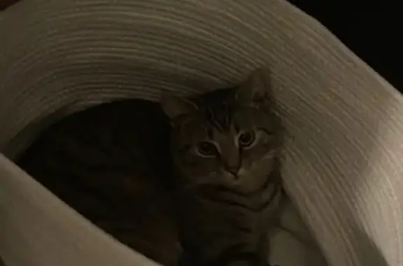 Lost Tabby 'Findik' Near M L Red Trabue